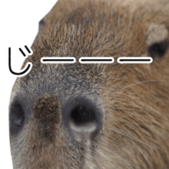 Kapi-chan of the capybara