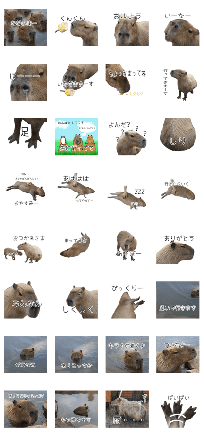 Kapi-chan of the capybara