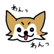 all day chihuahua
