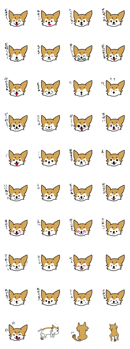 all day chihuahua
