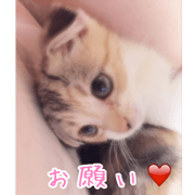 Calico cat MOMO