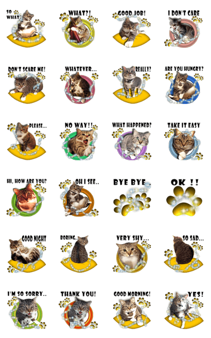 Tiger But Cat ~ Part 1