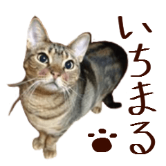 Ichimaru sticker of cat