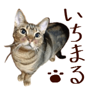 Ichimaru sticker of cat