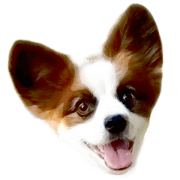 Big Papillon Mocha