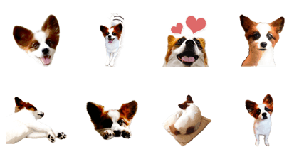 Big Papillon Mocha