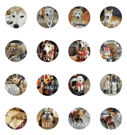 Dog's daily life - Photography Version