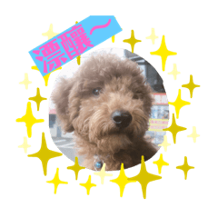 狗狗的日常（1）