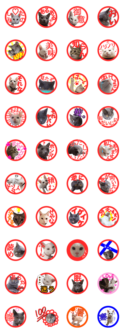 Cat of seal 2