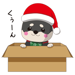 クリスマスが楽しみまたは不満な黒柴犬