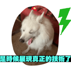 阿寶-憨狗