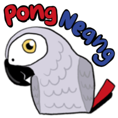 Pong Neang, the African Grey