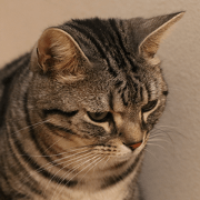 Instead tell the cat part4