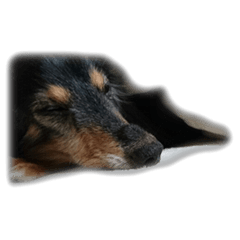 dachshund-maro