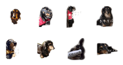 dachshund-maro