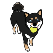 Black Miniature Shiba Inu HIME