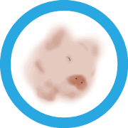 Watercolor Piggy