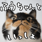 foo the black calico