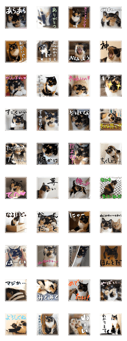 foo the black calico