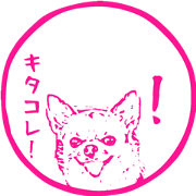 ChihuahuaChihuahua2