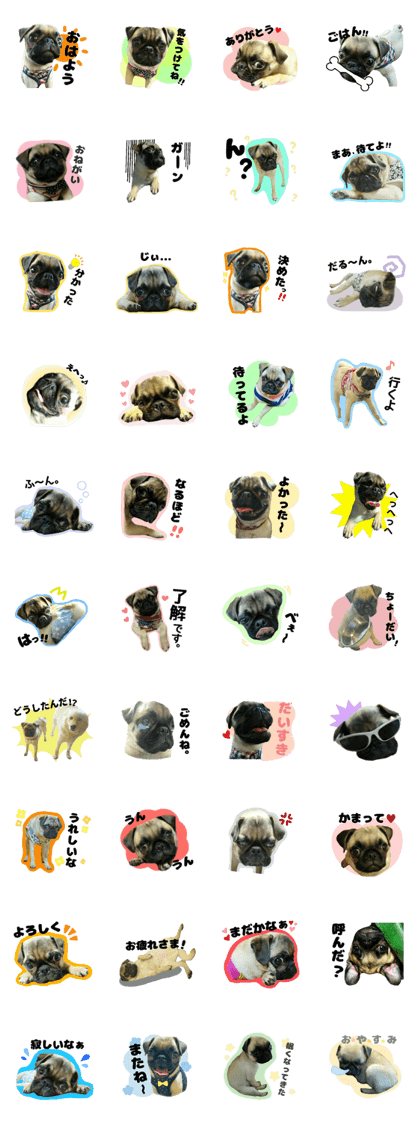 pug rapu 2