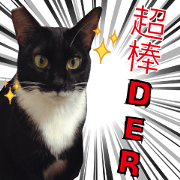 Nyanya's cat life