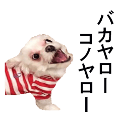 funny doggy japanese