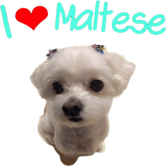 i love Maltese.