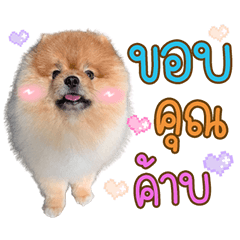 Happy Pomeranian V.1