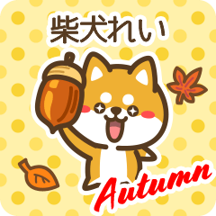 Shiba Rei in Autumn