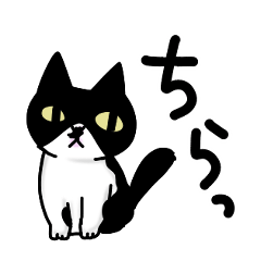 Hana-chan, a black-and-white cat