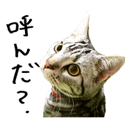 American Shorthair(Leo)