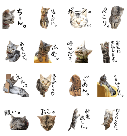 American Shorthair(Leo)