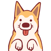Shiba inu KAKI