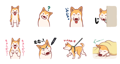 Shiba inu KAKI
