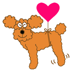 A Cute Toy Poodle