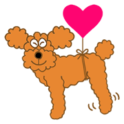 A Cute Toy Poodle