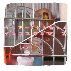 Wookey&momocan bird sticker2