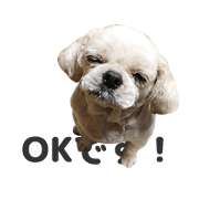 Dog healing sticker