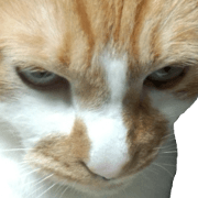 Iemitsu of the fatty cat