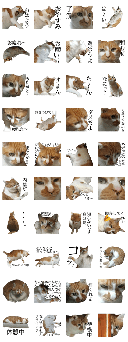Iemitsu of the fatty cat