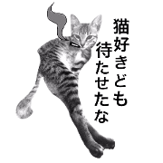 amore amore cat