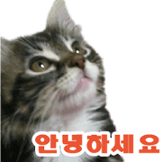 Picture of the kitten Korean version