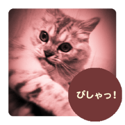 cute cat photo 2 JP