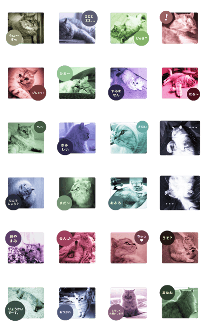 cute cat photo 2 JP