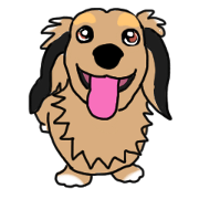 Miniature Dachshund LEO
