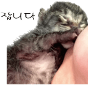Picture of the kitten 2 Korean version