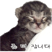 Picture of the kitten 3 Korean version