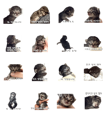 Picture of the kitten 3 Korean version