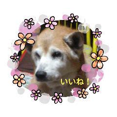 rina_20201011192734